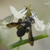Andrena agilissima